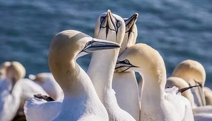 禹州伴游，定制QQ：3494206190微信：act1322